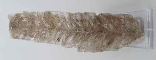 Sádrovec