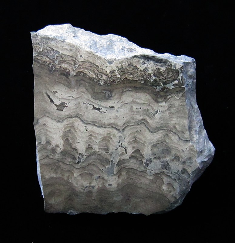 Stromatolite from Germany