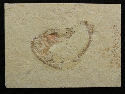 Tharsis dubius (Leptolepis knorri) - Versteinerung aus Solnhofen