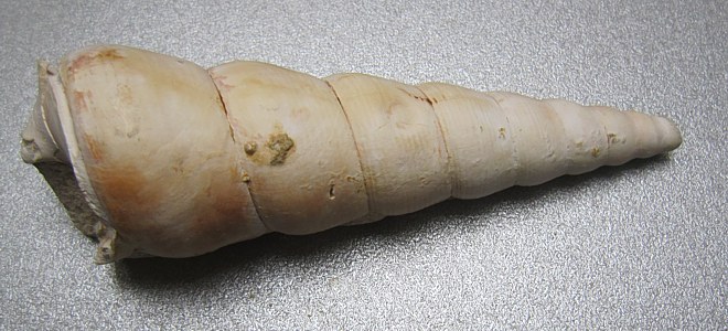 Turritella tenebralis (Gastropoden) in Matrix